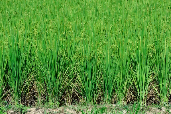 Belo campo de arroz verde. Terraço de arroz, tailândia — Fotografia de Stock