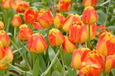 renkli Lale. Bahar, renkli şükreden laleler