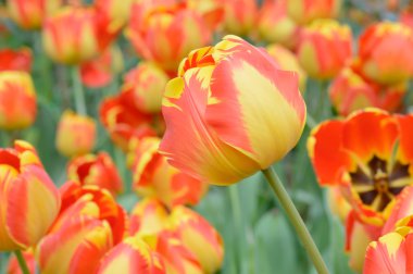 renkli Lale. Bahar, renkli şükreden laleler