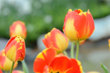 renkli Lale. Bahar, renkli şükreden laleler