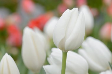 renkli Lale. Bahar, renkli şükreden laleler