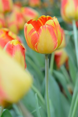 renkli Lale. Bahar, renkli şükreden laleler