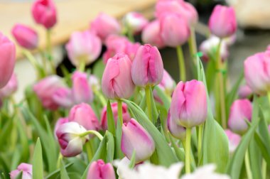 renkli Lale. Bahar, renkli şükreden laleler