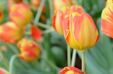 renkli Lale. Bahar, renkli şükreden laleler