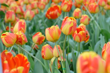 renkli Lale. Bahar, renkli şükreden laleler