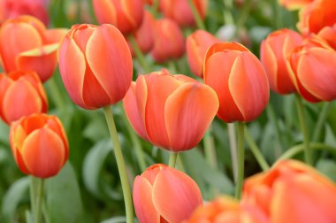 renkli Lale. Bahar, renkli şükreden laleler