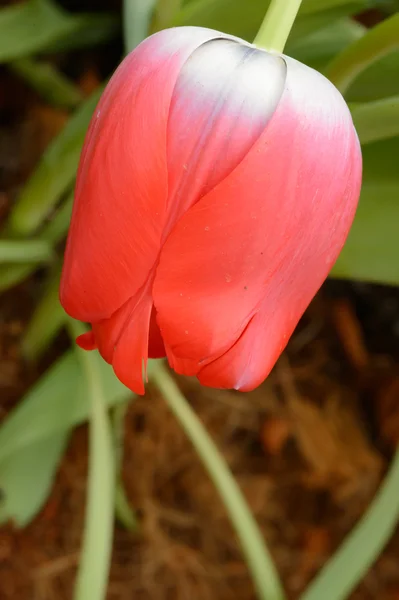 Bunte Tulpen. Tulpen im Frühling, bunte Tüll — Stockfoto