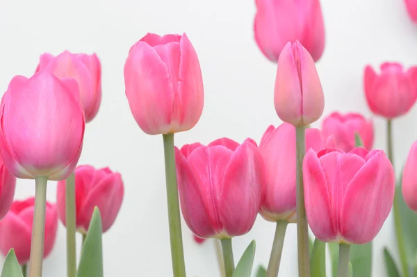 Colorful tulips. tulips in spring,colourful tuli — Stock Photo, Image