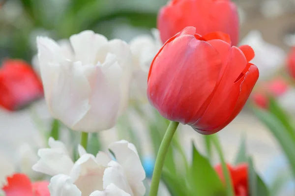 Colorful tulips. tulips in spring,colourful tuli — Stock Photo, Image