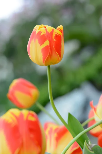 Bunte Tulpen. Tulpen im Frühling, bunte Tüll — Stockfoto