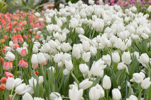 Kolorowe tulipany. Tulipany w tuli wiosna, kolorowe — Zdjęcie stockowe