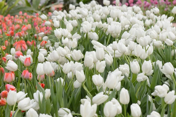 Tulipanes coloridos. tulipanes en primavera, tulipanes coloridos — Foto de Stock