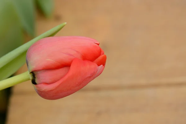 Färgglada tulpaner. tulpaner i vårens, färgglada tuli — Stockfoto