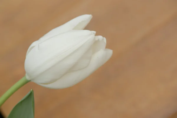 Tulipanes coloridos. tulipanes en primavera, tulipanes coloridos — Foto de Stock