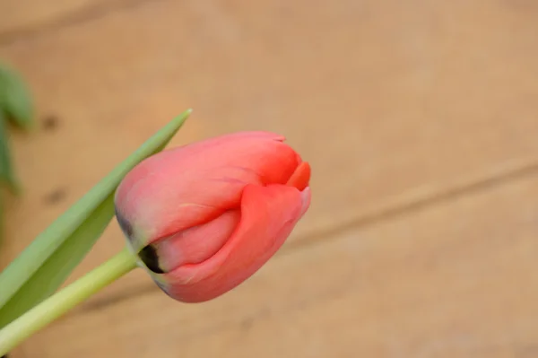 Colorful tulips. tulips in spring,colourful tuli — Stock Photo, Image