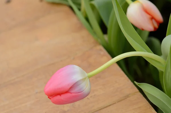 Kolorowe tulipany. Tulipany w tuli wiosna, kolorowe — Zdjęcie stockowe