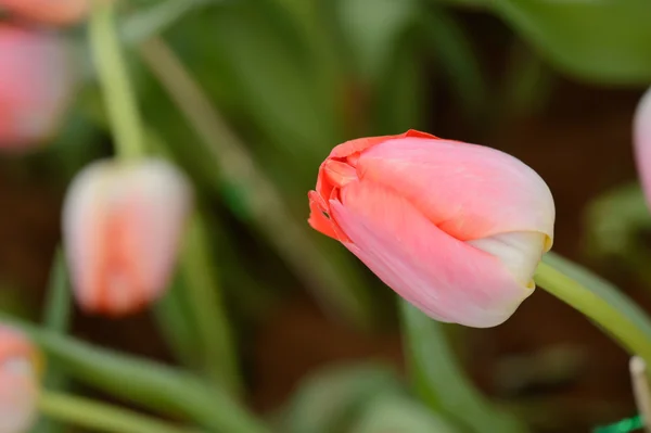 Красочные тюльпаны. тюльпаны весной, красочные тули — стоковое фото