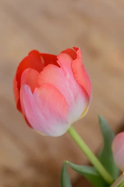 Bunte Tulpen. Tulpen im Frühling, bunte Tüll — Stockfoto