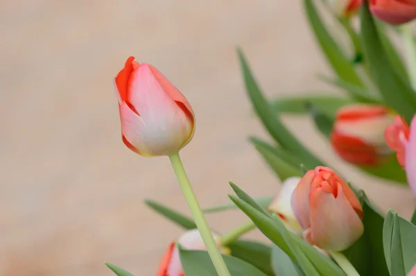 Bunte Tulpen. Tulpen im Frühling, bunte Tüll — Stockfoto