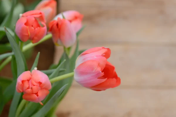 Colorful tulips. tulips in spring,colourful tuli — Stock Photo, Image