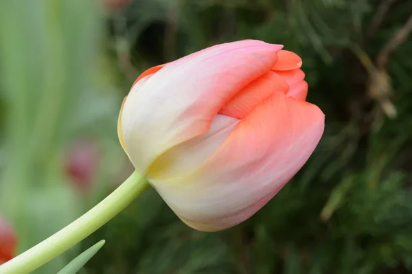 Bunte Tulpen. Tulpen im Frühling, bunte Tüll — Stockfoto