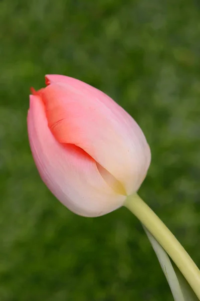 Tulipes colorées. tulipes au printemps, tuli coloré — Photo