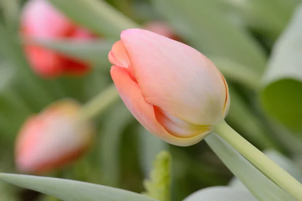 Bunte Tulpen. Tulpen im Frühling, bunte Tüll — Stockfoto