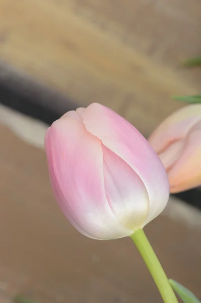 Bunte Tulpen. Tulpen im Frühling, bunte Tüll — Stockfoto