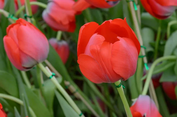 Tulipas coloridas. tulipas na primavera, tuli colorido — Fotografia de Stock