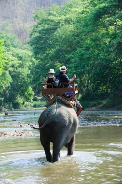 Fil ormanda yürüyor.