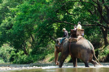 Fil ormanda yürüyor.