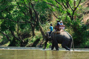 Fil ormanda yürüyor.
