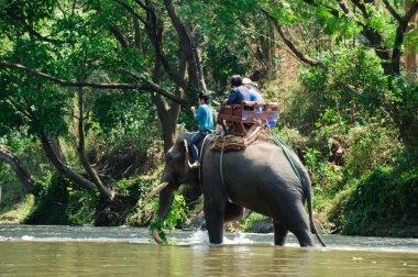 Fil ormanda yürüyor.
