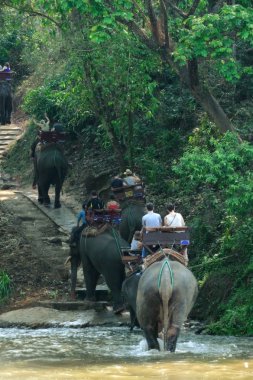 Fil ormanda yürüyor.
