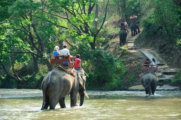 Elefantenwanderung durch den Dschungel — Stockfoto