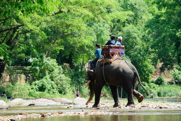 Elefantenwanderung durch den Dschungel — Stockfoto