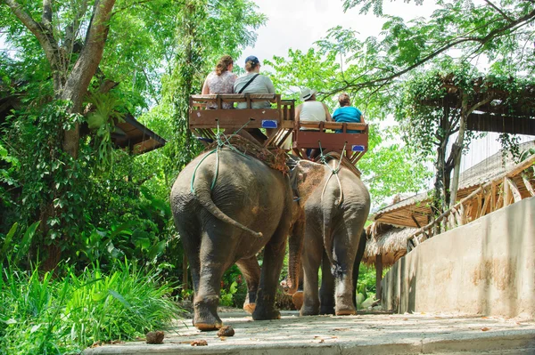 Слон путешествует по джунглям — стоковое фото