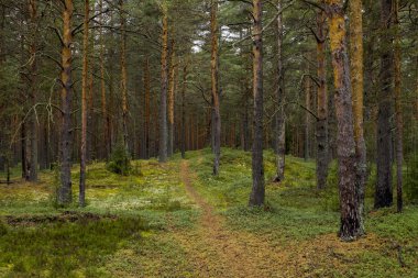 Patika bir çam ormanı içinde