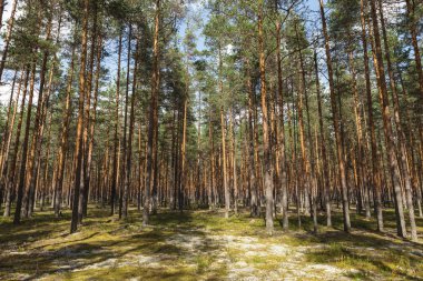 Çam ormanında yürü