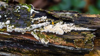 Ağaçta yetişen mantarlar ormandaki yeşil yosunlarla kaplı.