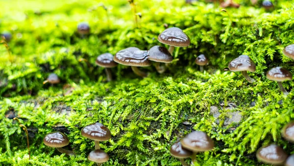 Ağaçta yetişen mantarlar ormandaki yeşil yosunlarla kaplı.