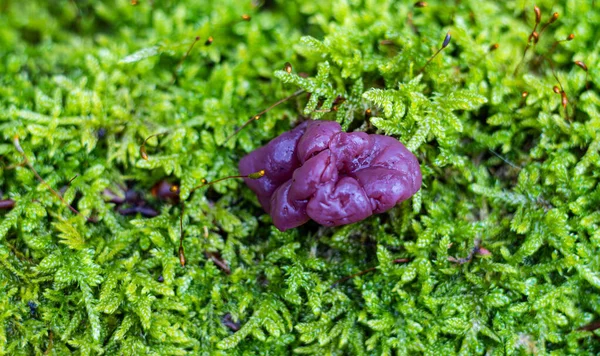 Ağaçta yetişen mantarlar ormandaki yeşil yosunlarla kaplı.