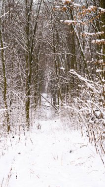 Sıcak güneş ışığıyla aydınlatılmış karla kaplı ağaçlarla kaplı kış ormanı manzarası. Açık ve soğuk bir günde çıplak dalları ve yemyeşil ağaçları olan doğal orman manzarası. Doğa, çevre, iklim ve açık hava kavramları için uygun mevsimsel arkaplan.