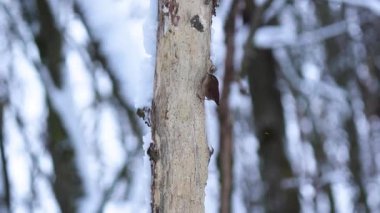 Avrasya Wren (Troglodit trogloditleri) doğal orman habitatındaki ağaç gövdesine tünemiştir.