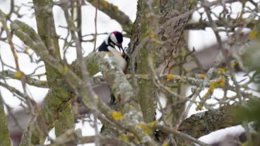 Büyük benekli ağaçkakan (Dendrocopos major) doğal ormandaki bir yuva deliğinin yakınındaki bir ağaç gövdesinde oturuyor. Vahşi bir kuşun doğal ortamında çekilmiş yakın çekim görüntüleri. Orman ekosistemi, kuş davranışları, doğa ve vahşi yaşam kavramı.