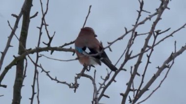 Avrasya alakarga kuşu (Garrulus glandarius) kışın çıplak bir ağaç dalına tünedi. Doğal ortamdaki renkli vahşi kuş, yumuşak arka planlı yakın çekim vahşi yaşam sahnesi.