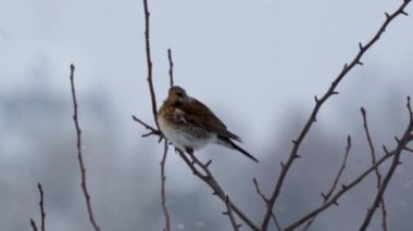 Fieldfare (Turdus pilaris) kışın çıplak bir ağaç dalında oturur. Gri saçlı, benekli göğüslü, yumuşak, bulanık bir arka planı olan vahşi bir ötücü kuş. Doğal habitatta Avrupalı kuş türleri, kış yaban hayatı sahnesi.