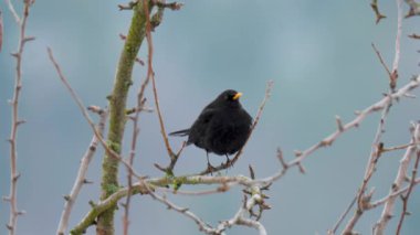 Çıplak ağaç dallarına tünemiş parlak turuncu gagalı erkek karatavuk (Turdus merula) yumuşak gri arka planda. Doğal habitatta vahşi yaşam kuş portresi, ilkbahar başı veya sonbahar sezonu, Avrupa.