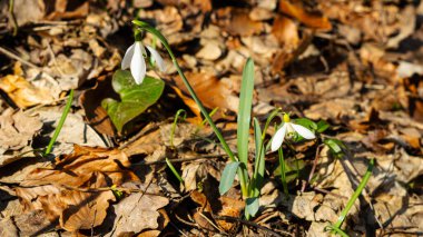 kardelen çiçek bahar orman