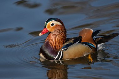 Mandarin Ördeği Sakin Suda Çok Renkli Plumage, Yumuşak Dalgalanmalar ve Doğal Yansıma